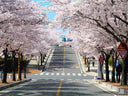 When Cherry Blossoms Bloom, So Should Your Skin